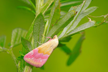 Moth insects on plant