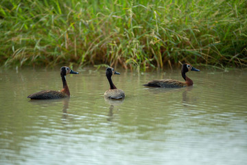 White faced whistling ducks in a pond of water