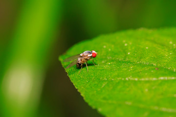 muscidae insects on plant