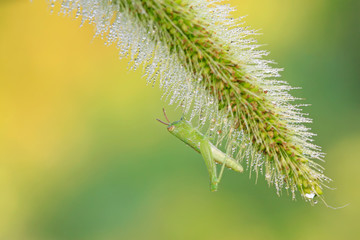 Oxyachinensis nymphs on plant