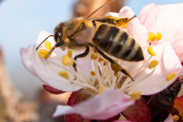 Bee on apricot flower. Macro shot of insect on a spring blossom of fruit tree.