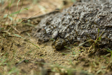 A dung beetle at the start of rolling its dung ball