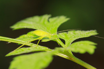 Phaneroptera sinensis on plant