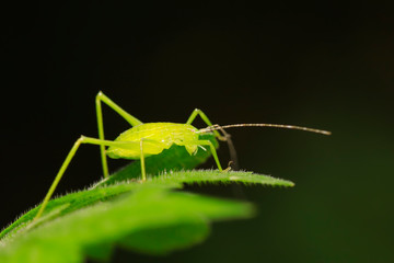 Phaneroptera sinensis on plant