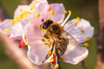 Bee on apricot flower. Macro shot of insect on a spring blossom of fruit tree.