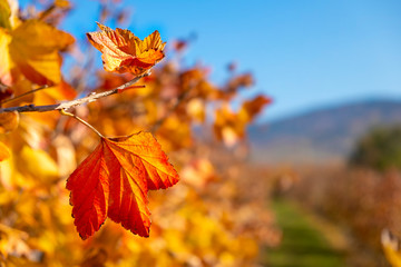 Golden autumn leaves glowing in sunlight