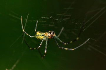 Nephila clavata