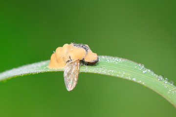 bassiana fungus infected insects on green plant