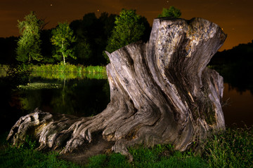 stump of the old oak at night