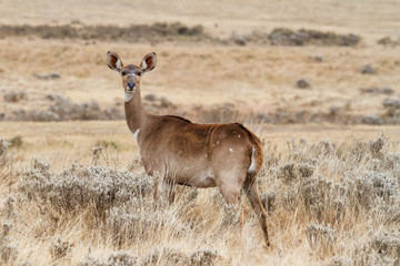 Female Mountain Nyala in the Bale Mountainns National Park. This mammal is endemic and only seen in Ethiopia.