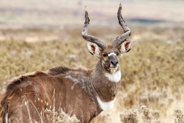 Male Mountain Nyala in the Bale Mountainns National Park. This mammal is endemic and only seen in...