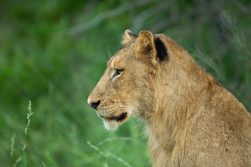 Young male lion staring into the distance, listening to the roar of his father.