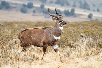 Male Mountain Nyala in the Bale Mountainns National Park. This mammal is endemic and only seen in Ethiopia.