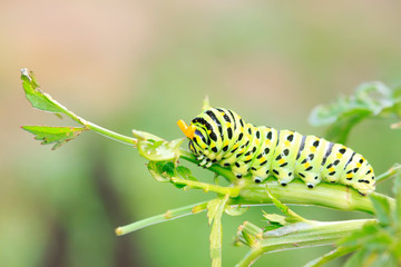 Papilio machaon on green plant