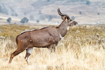 Male Mountain Nyala in the Bale Mountainns National Park. This mammal is endemic and only seen in Ethiopia.