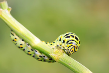 Papilio machaon on green plant