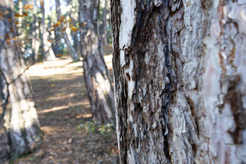 tree bark close-up 