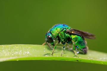 Chrysis shanghaiensis on green leaves