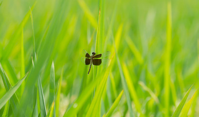 dragonfly sitting on a blade of grass