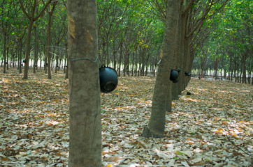 rubber trees