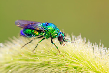 Chrysis shanghaiensis on green leaves
