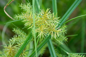 closeup of pine branch
