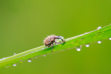weevil on plant