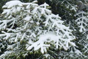  Fir tree covered by snow detail