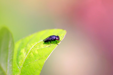 muscidae insects on plant