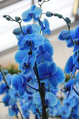 Branch with beautiful tropical tender blue orchid flowers close up