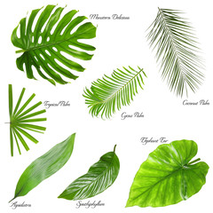 Set of different tropical leaves on white background
