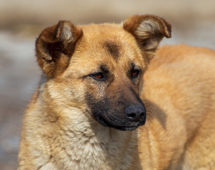 Portrait of a dog in the afternoon