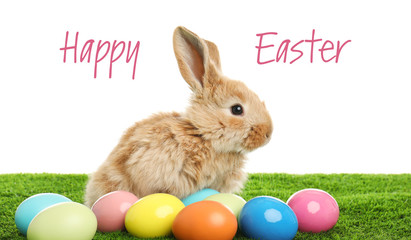 Adorable furry Easter bunny and dyed eggs on green grass against white background
