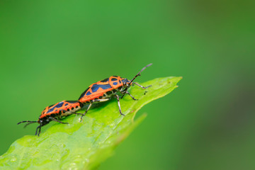 stinkbug mating on green leaf