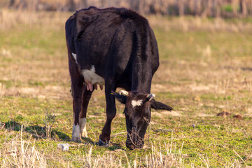 Cow grazing in the meadow in spring