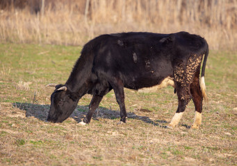 Cow grazing in the meadow in spring