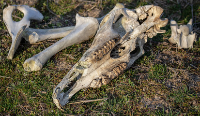 The bones of the animal lie in nature