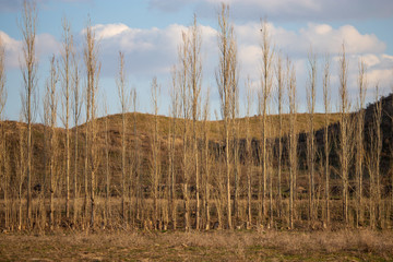 Poplar trees are bare in nature
