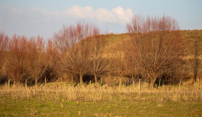 Poplar trees are bare in nature