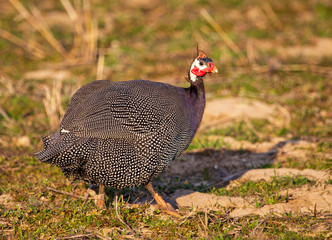 Guinea fowl grazing in a meadow in spring