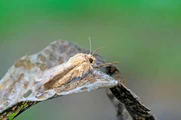 Moth insects on plant