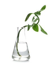 Fototapeta na wymiar Flask with exotic plant isolated on white. Organic chemistry