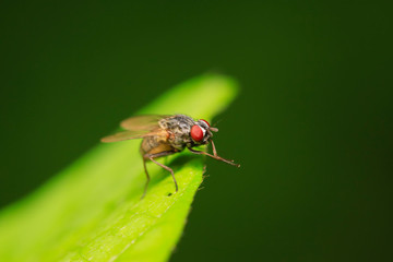 Naklejka premium Tachinidae on plant