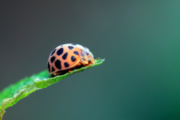 Epilachna vigintioctopunctata on plant