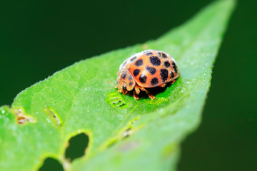 Epilachna vigintioctopunctata on plant