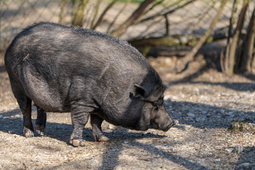 Hängebauchschwein