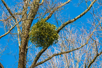 Mistelzweig auf Baum