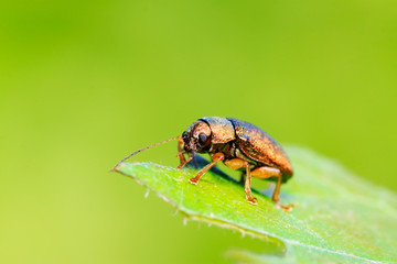 leaf beetle on plant