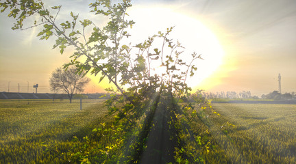 sunrays coming through trees,sunrays coming through plants during sunrise