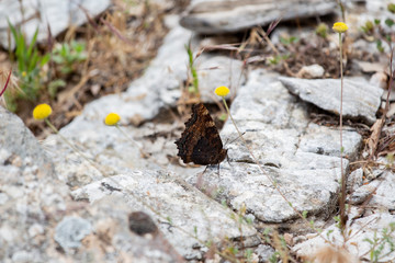 Close up butterfly
